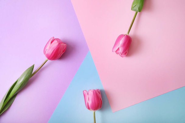 Pink tulips isolated on coloured background. Top view - 写真・画像