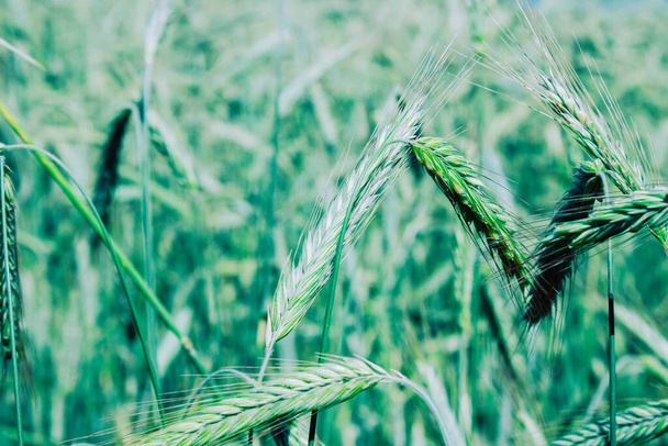 Grain crop rye ears on the collective farm summer field - Photo, Image