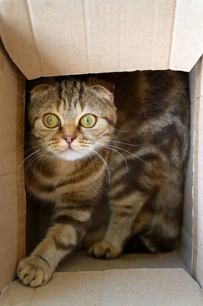 Retrato de cerca de un joven gato de pliegue escocés
. - Foto, imagen