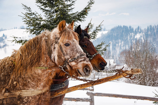 Close-up portrait of a horse in the mountains in winter - Foto, immagini