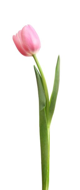 różowy tulipan izolowany na białym tle - Zdjęcie, obraz