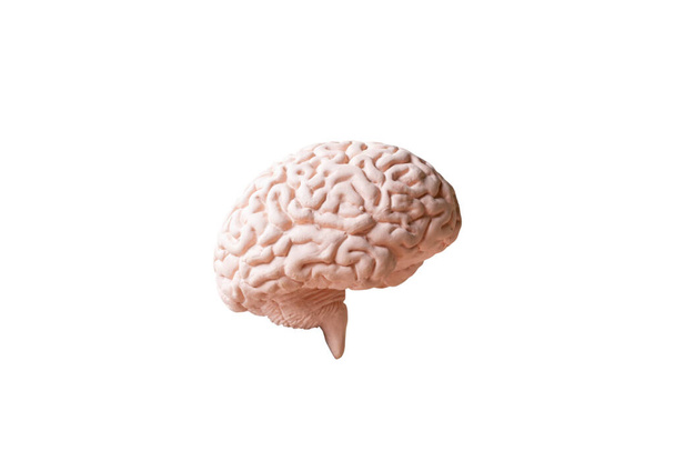 Modèle anatomique du cerveau humain isolé sur fond blanc - Photo, image