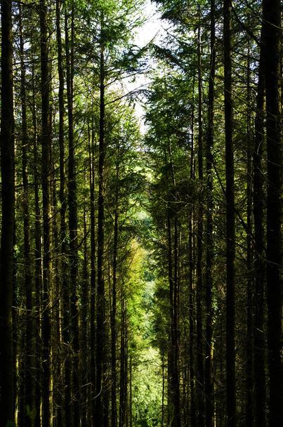 Photograph of Tall Trees Scenic Path With Sunlight Overgrown - Zdjęcie, obraz