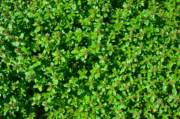 Thyme herb growing in garden. Thymus vulgaris - Fotografie, Obrázek