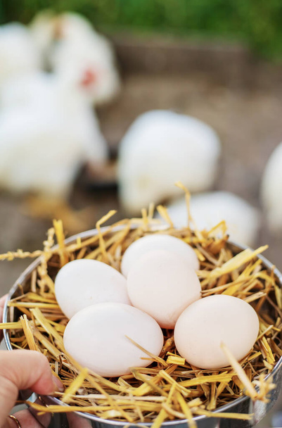 Tuoreita kananmunia heinässä maatilalla. Valikoiva focus.food - Valokuva, kuva
