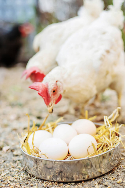 Uova di pollo fresche nel fieno di una fattoria. Focus.food selettivo - Foto, immagini