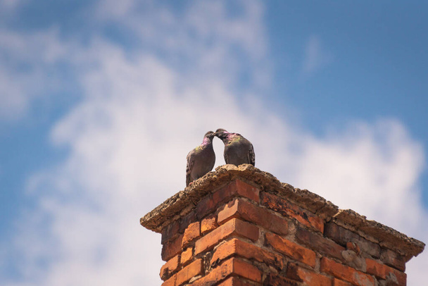 Пара голубей целуется на крыше - Фото, изображение