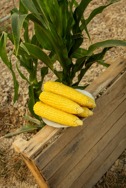 Young corn grows on a bed in the summer - Photo, Image