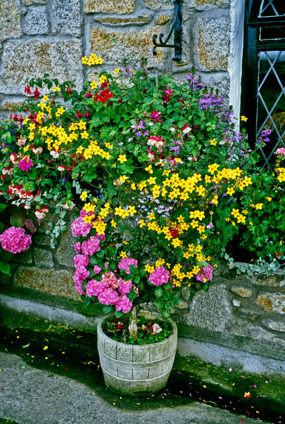 Affichage coloré de contenants à fleurs et paniers muraux dans un jardin de chalet - Photo, image