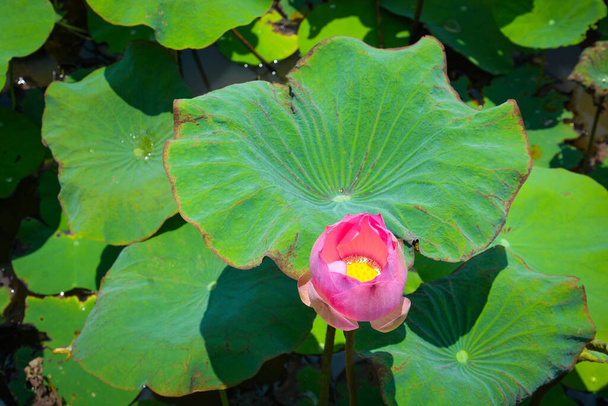 Belle vue avec des fleurs et des feuilles vertes dans la ferme de fleurs de lotus, Cambodge - Photo, image