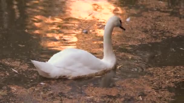 Atardecer dorado reflejado en el lago, silueta de cisne nadando en el agua, color cálido
. - Metraje, vídeo