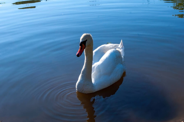 Valkoinen joutsen ui järvessä. Kaunis vesilintu. valokuva
 - Valokuva, kuva