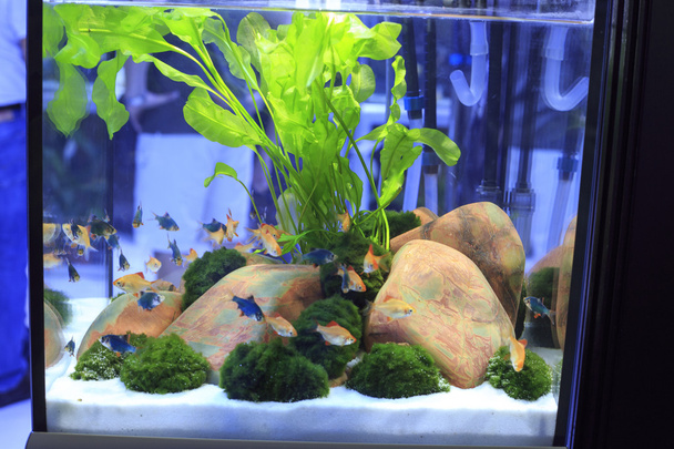 Подброшенный пресноводный аквариум
 - Фото, изображение
