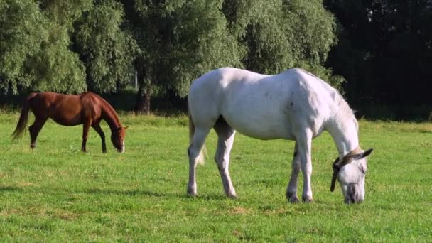 Witte en bruine paarden grazen op weidegroen gras - Video