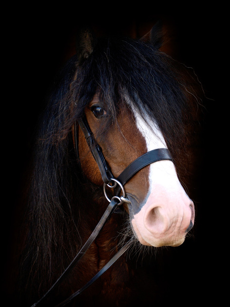 Horse Head Shot - Photo, Image