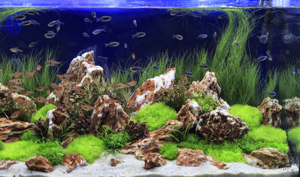 beültetett édesvízi akvárium - Fotó, kép