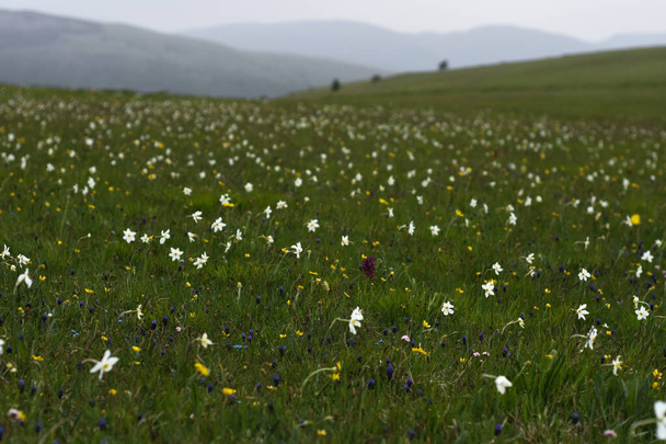 Bloemen in een berg veld - Foto, afbeelding