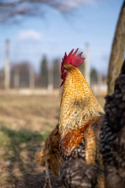 Un hermoso gallo de colores se encuentra en la hierba de la granja y mira a las hembras. Animales. Agricultura
. - Foto, imagen