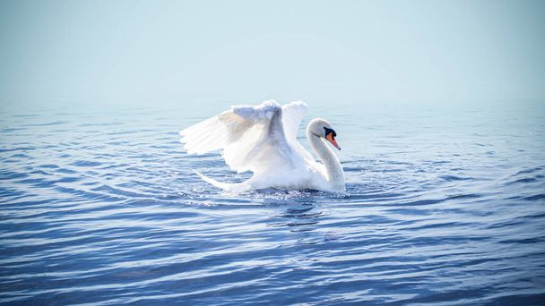Cisne branco em um lago na primavera
 - Foto, Imagem