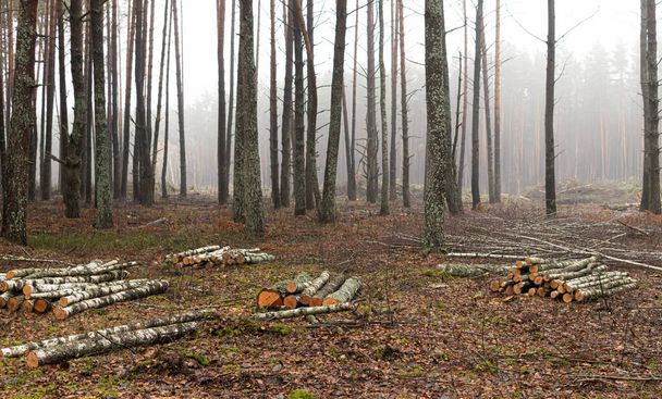 Gebied van illegale ontbossing van vegetatie in het bos - Foto, afbeelding