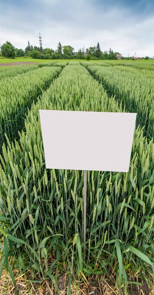 ポインタを持つ冬の大麦セクターのデモプロットの新しい品種, - 写真・画像