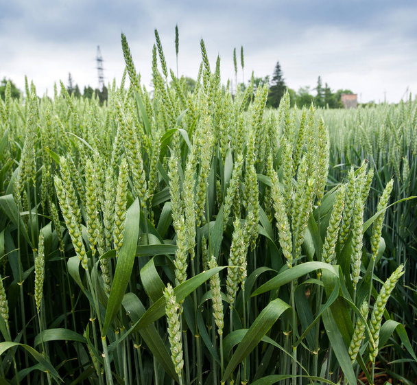 冬の小麦緑の小花を閉じて新しい品種の農業の選択 - 写真・画像