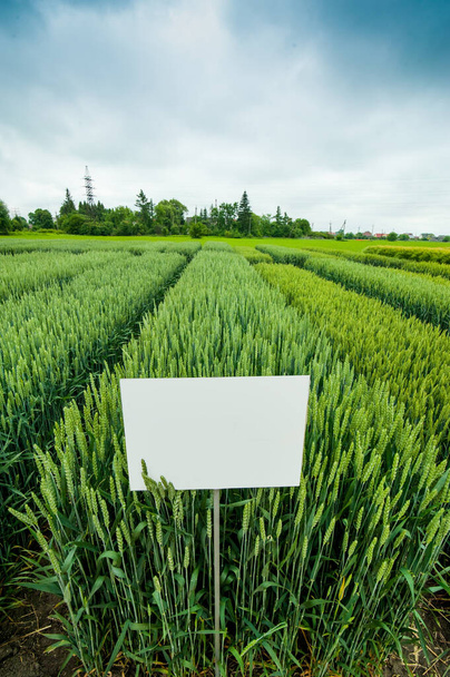 İşaretli harikulade buğday ürünlerinin yeni çeşitleri - Fotoğraf, Görsel