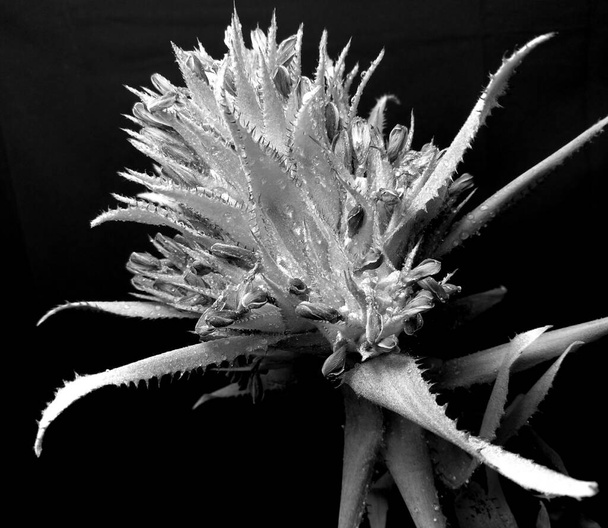 Aechmea flower. Artistic look in black and white. - Photo, Image