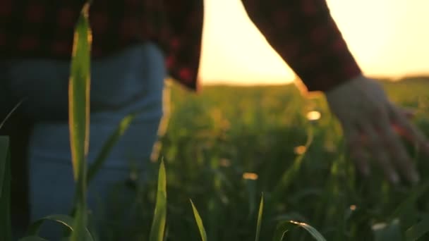 jonge vrouwelijke boer loopt door tarweveld bij zonsondergang, het aanraken van groene oren van tarwe met zijn handen - landbouw concept. Een veld van rijpende tarwe in de warme zon. zakenvrouw inspecteert haar veld. - Video