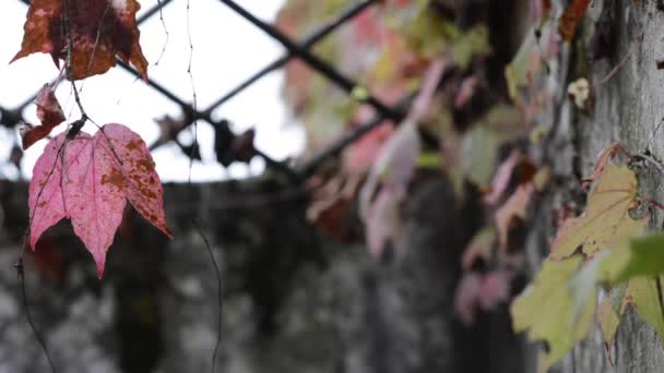Detalle de hojas de otoño soplando en el viento fuera de una antigua casa.mp4
 - Metraje, vídeo