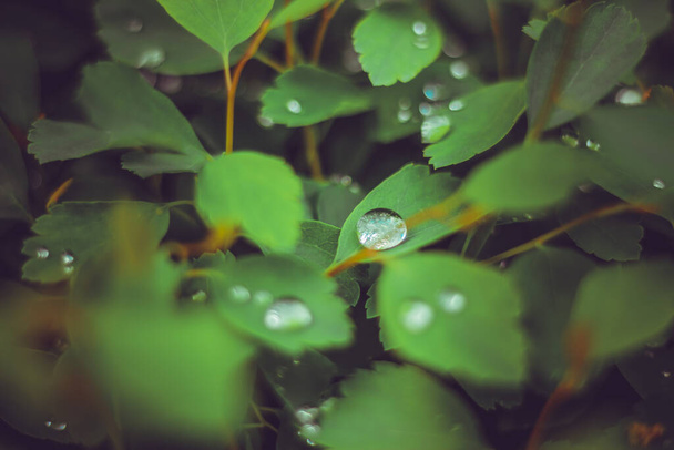 Kleine regendruppels op jonge verse bladeren in het bos dicht na een lentebui Morgen trok op kleine planten in een natuurlijke omgeving Mooie natte flora achtergrond - Foto, afbeelding