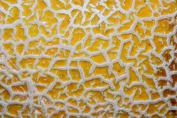 Primer plano de la piel de la fruta de Cantaloupe - Foto, imagen