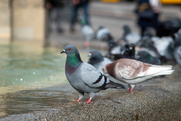 Common pigeon (Columba livia) in the city - Photo, Image