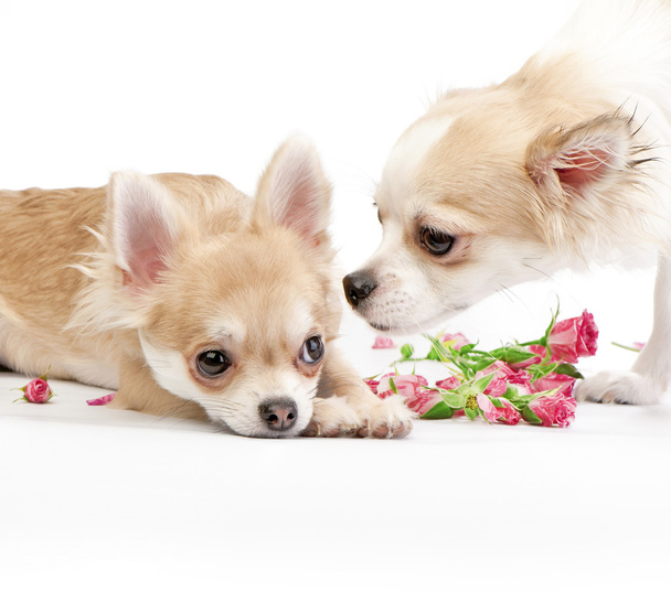 ιστορία αγάπης, δυο Τσιουάουα κουτάβια με τριαντάφυλλα - Φωτογραφία, εικόνα