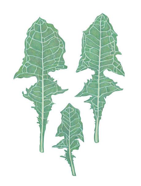 Green leaves of dandelion. Botanical illustration. Drawing colored pencils - Photo, Image
