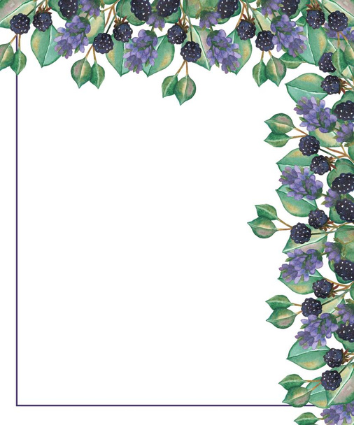 Watercolor hand painted nature garden border corner frame with blackberry branch, purple lavender flower, green eucalyptus leaves on the white background for invite and greeting cards - Foto, imagen