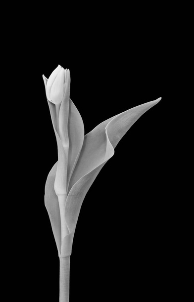 monokróm elegáns egyetlen elszigetelt tulipán, vintage festészet stílus - Fotó, kép