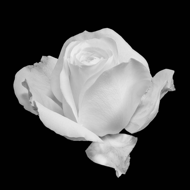 Monochromes weißes Rosenblütenmakro, schwarzer Hintergrund, Stilleben der bildenden Kunst  - Foto, Bild