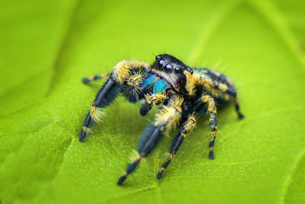 Прыгающий паук, макро крупным планом фотография прыгающего паука с размытым фоном, паучья добыча
 - Фото, изображение