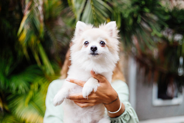 Outdoor portrait of curly european tanned woman holds happy pet dog pomeranian spitz. Silver bracelet on hand. Spending time with lovely white fluffy puppy. Happy moments with pets. Exotic background. - Fotoğraf, Görsel