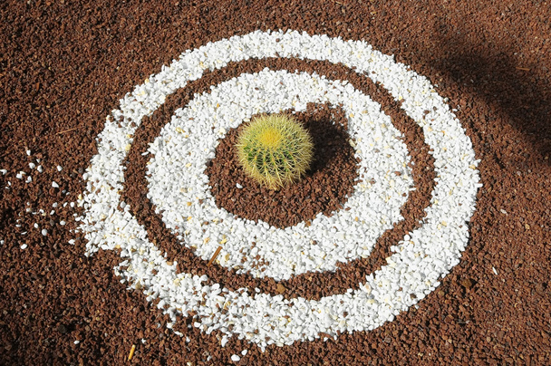 Pianta succulenta rotonda
 - Foto, immagini