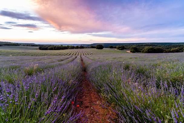 ラベンダー畑。ブリユーガの夏の夕日の風景 - 写真・画像