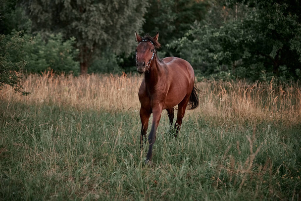 Beautiful bay horse walks in the meadow on the loose - Фото, изображение