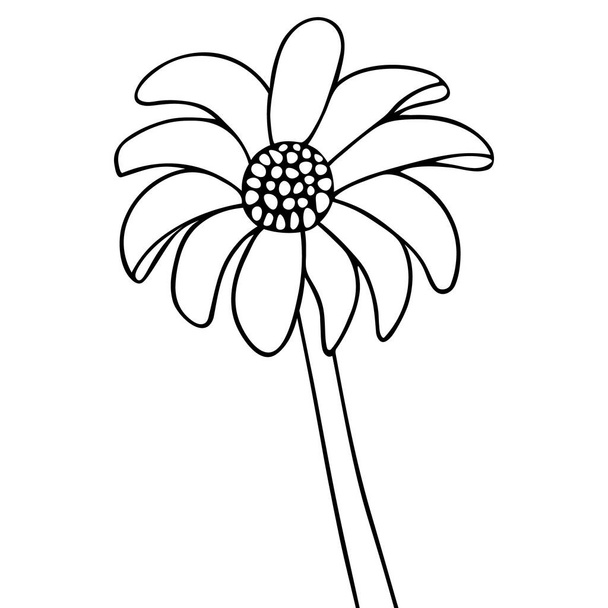 Gerber. Flower sketch. Vector illustration. Outline on an isolated white background. Doodle style. Coloring book for children. Delicate daisy. Summer flower. Perennial plant from the aster family. Idea for web design. A symbol of beauty and freshness - Wektor, obraz