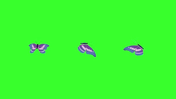 Animované barevné krása motýl na zelené obrazovce chroma klíč - Záběry, video