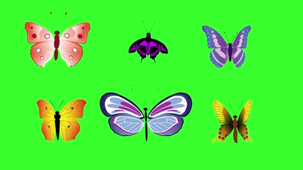 Animované barevné krása motýl na zelené obrazovce chroma klíč - Záběry, video