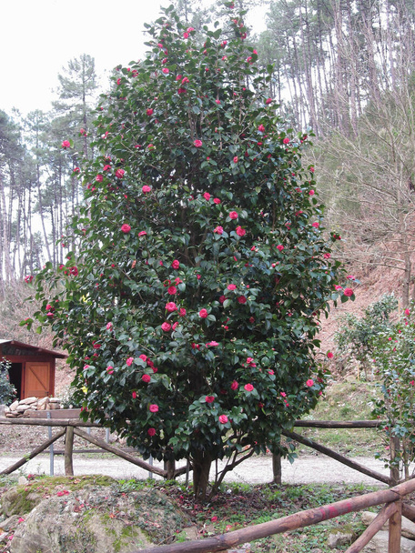 Oude Japanse cultivar van Camellia japonica bloem. Groenblijvende struik - Foto, afbeelding