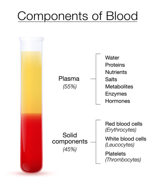 Veren infografian osat. Koeputki, jossa on sentrifugoitua plasmaa ja kiinteitä komponentteja - puna- ja valkosoluja ja verihiutaleita. Erillinen vektorikuva valkoisella taustalla. - Vektori, kuva