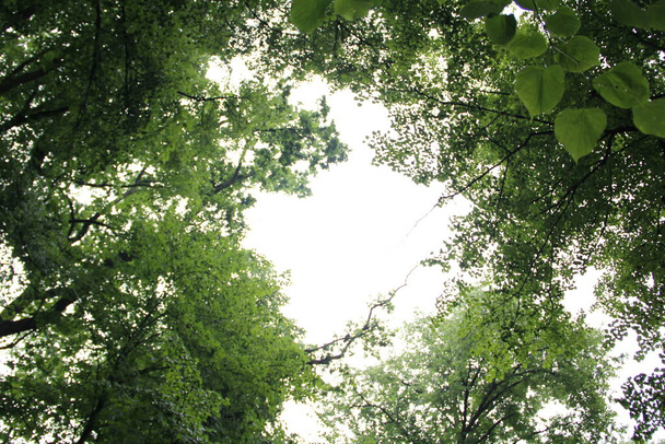 green leaves on a tree - Фото, изображение