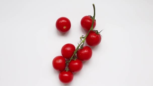 Kleiner Tomatenzweig isoliert auf weißem Hintergrund - Filmmaterial, Video